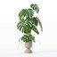 籐植木鉢のモンステラ