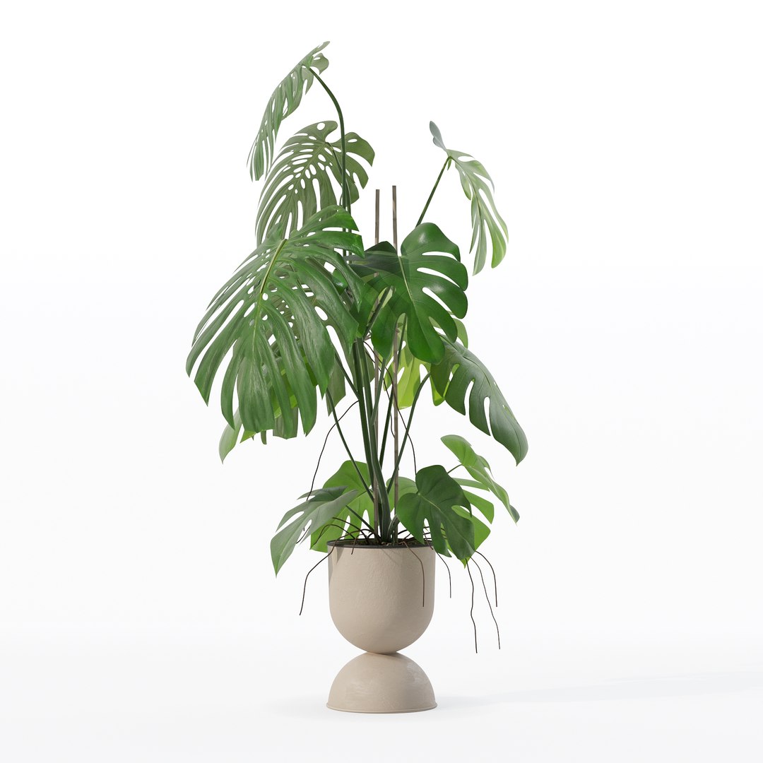 3D Monstera in rattan flower pot model https://p.turbosquid.com/ts-thumb/YW/oBOS4q/kq/100007/jpg/1707238017/1920x1080/fit_q87/97157ce273b0be20c6a4dd6d113b0bf29886571b/100007.jpg