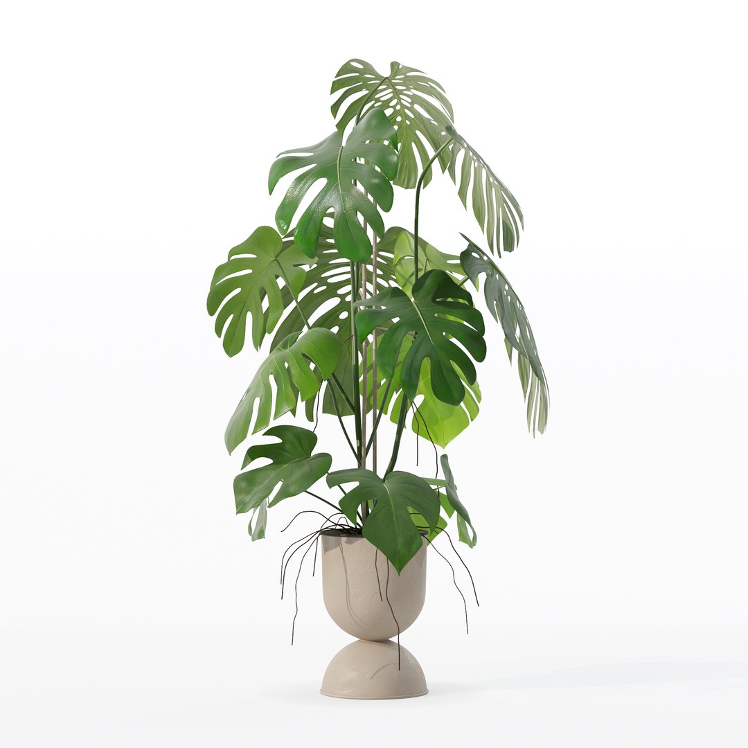 3D Monstera in rattan flower pot model https://p.turbosquid.com/ts-thumb/YW/oBOS4q/lM/100013/jpg/1707238022/1920x1080/fit_q87/ef2588ad87d4bb4c868f4ea2dfbd062c18ed47c0/100013.jpg