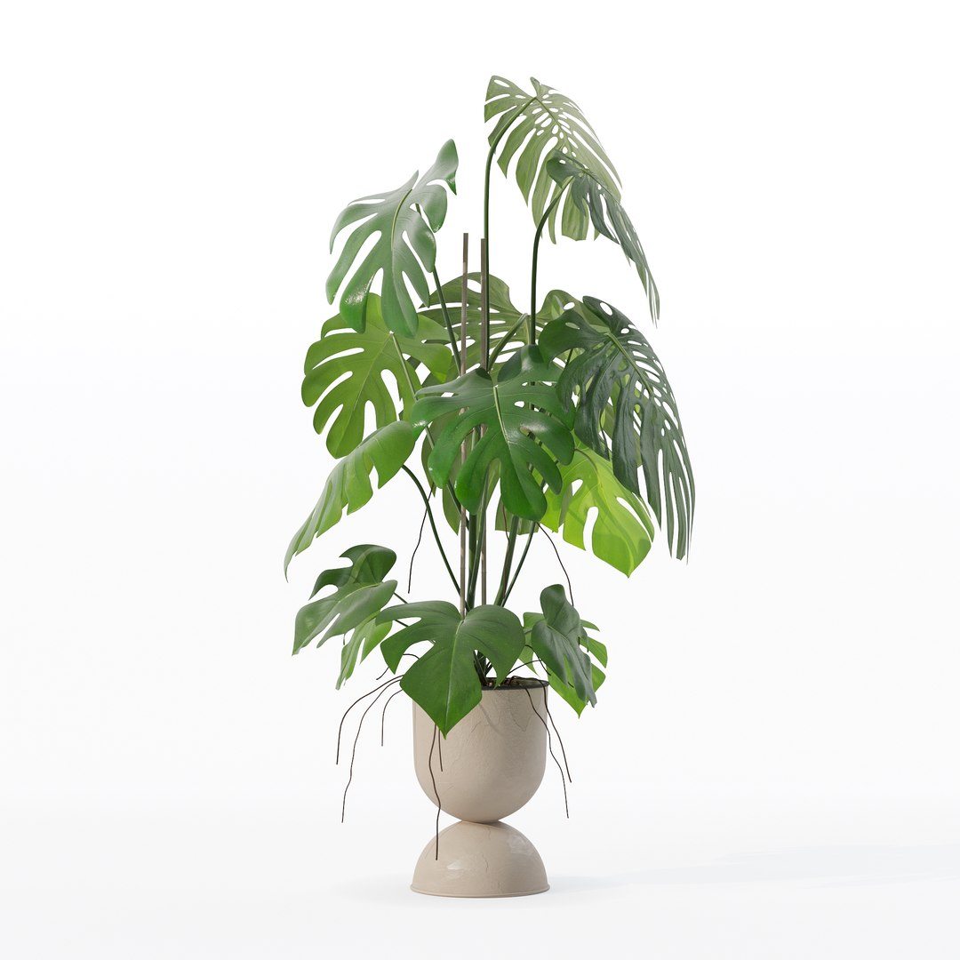 3D Monstera in rattan flower pot model https://p.turbosquid.com/ts-thumb/YW/oBOS4q/mW/100014/jpg/1707238023/1920x1080/fit_q87/749d315b49da213da474aff27c1f80449c905294/100014.jpg