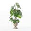 籐植木鉢のモンステラ