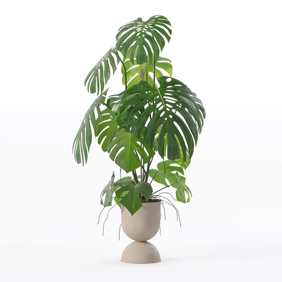 3D Monstera in rattan flower pot model https://p.turbosquid.com/ts-thumb/YW/oBOS4q/np/100002/jpg/1707238013/1920x1080/fit_q87/7cbd8212a03aab20d1ce4544048d311dcca36d37/100002.jpg
