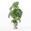 籐植木鉢のモンステラ
