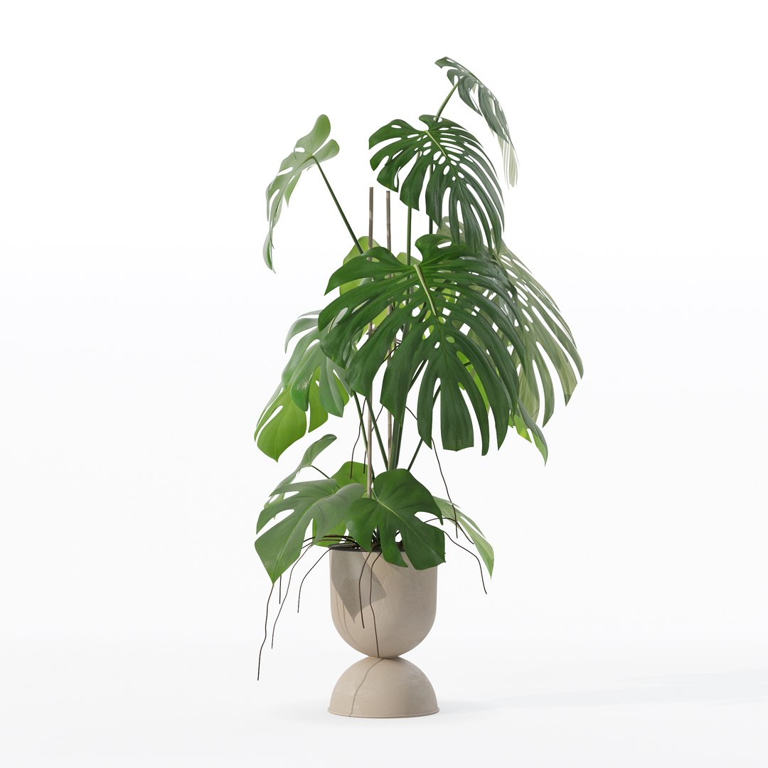 3D Monstera in rattan flower pot model https://p.turbosquid.com/ts-thumb/YW/oBOS4q/oc/100016/jpg/1707238024/1920x1080/fit_q87/1352956116bb0e20bf6bed404e27a64d13cb9a73/100016.jpg