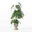 籐植木鉢のモンステラ