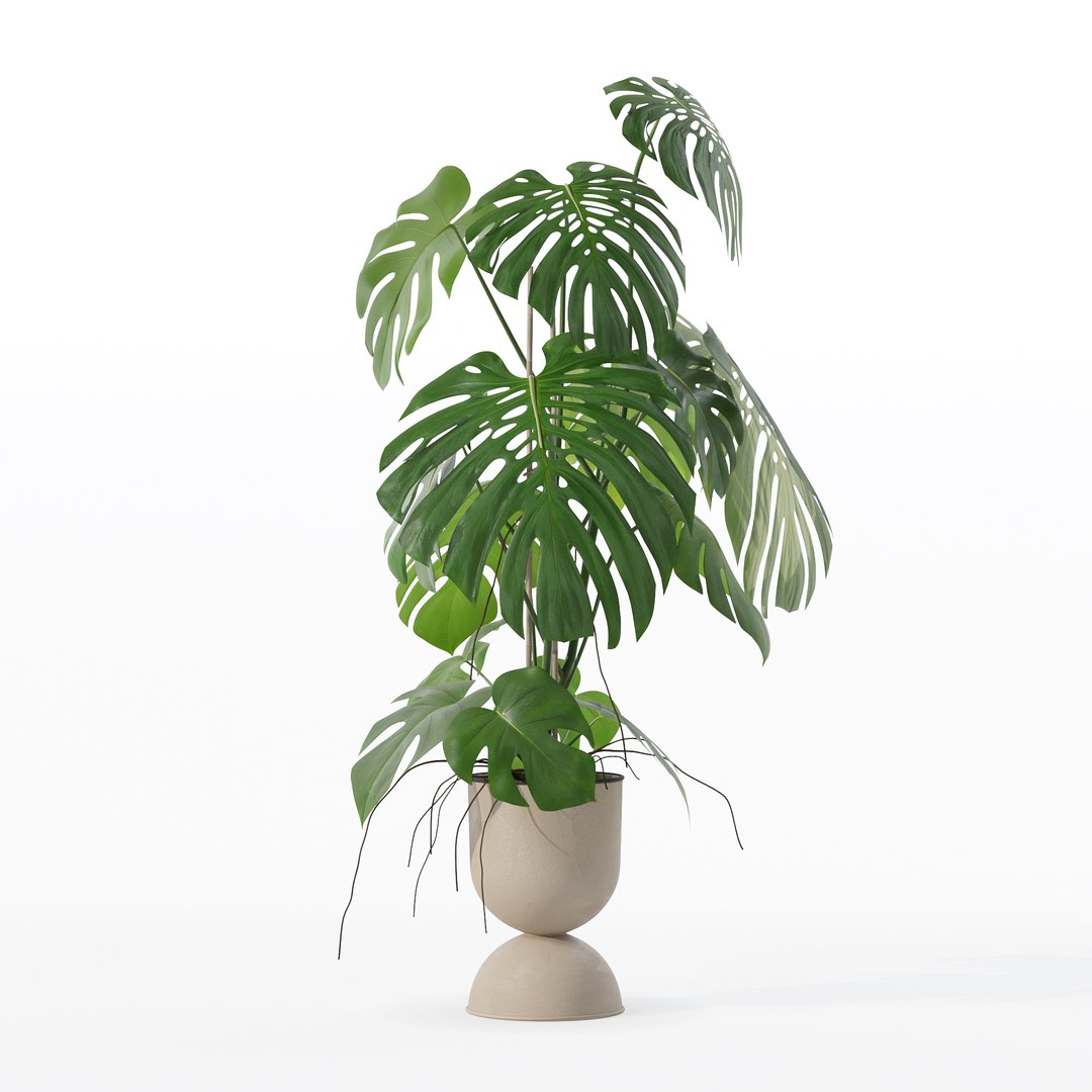 3D Monstera in rattan flower pot model https://p.turbosquid.com/ts-thumb/YW/oBOS4q/vy/100017/jpg/1707238024/1920x1080/fit_q87/408f863e5adb048e0a4a317afc2e8dba8c56cc15/100017.jpg