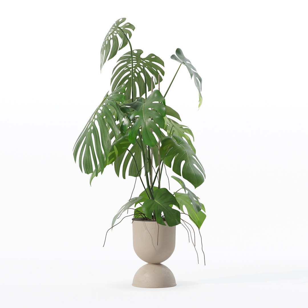 3D Monstera in rattan flower pot model https://p.turbosquid.com/ts-thumb/YW/oBOS4q/wo/100008/jpg/1707238019/1920x1080/fit_q87/3f83c187eb6e891ac9b2a62628c1f233b99d2e6d/100008.jpg