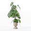 籐植木鉢のモンステラ