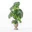 籐植木鉢のモンステラ
