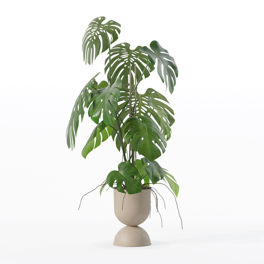 3D Monstera in rattan flower pot model https://p.turbosquid.com/ts-thumb/YW/oBOS4q/yY/100009/jpg/1707238019/1920x1080/fit_q87/b3d4477b765346b3ba48231fae361940254c90d9/100009.jpg