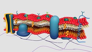 Cytoplasm Animated 3D model