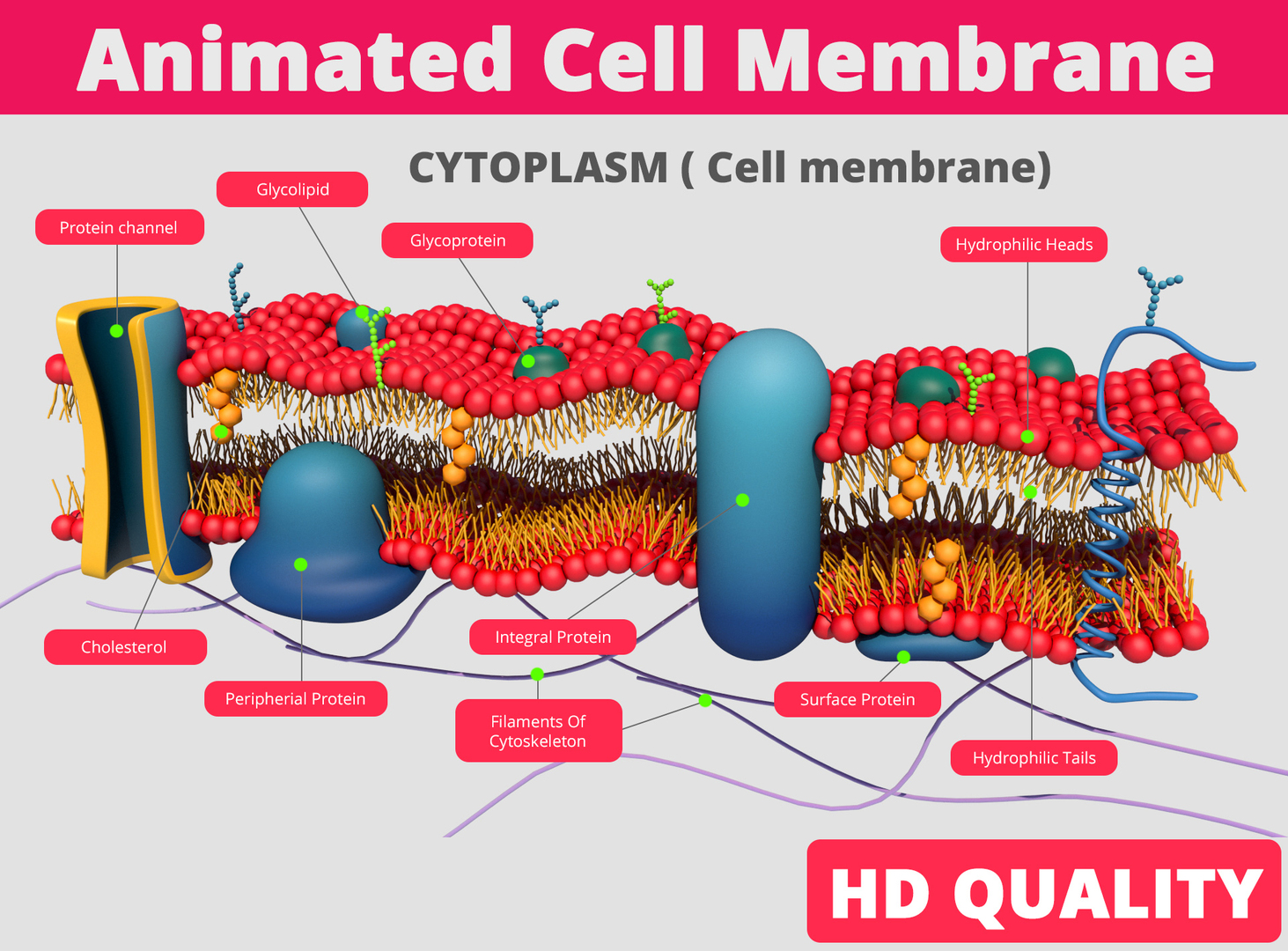 Клетка майя. Cell membrane 3d model. Cytoplasm.