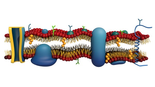 Cytoplasm Animated 3D model - TurboSquid 1715762