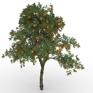 3D orange citrus sinensis