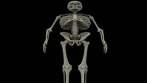 Human Skeleton 3D model