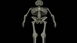 Human Skeleton