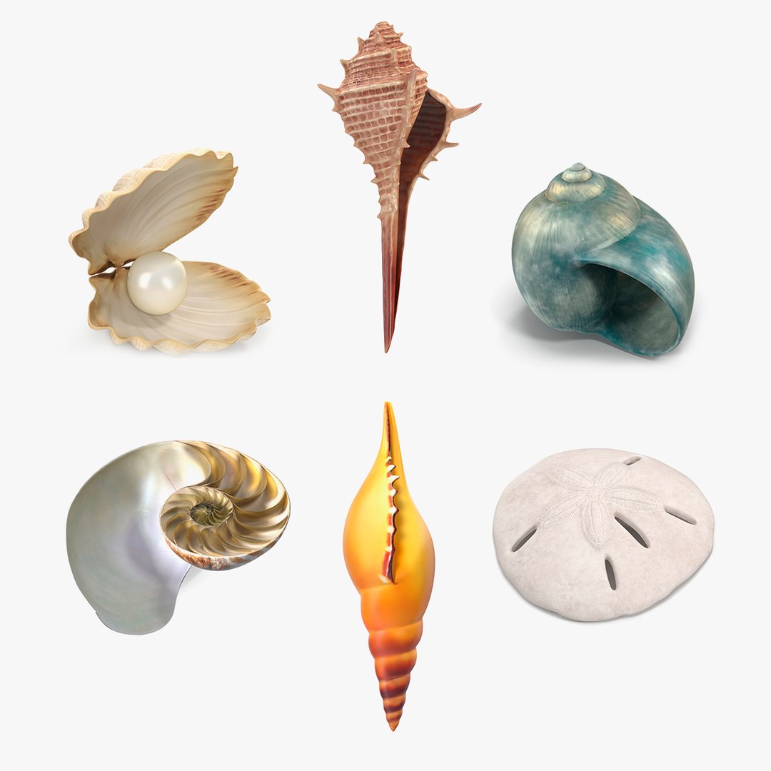Sea Shells Collection 3 3D model preview