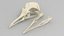 Seagull skull 3D model