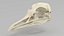 Seagull skull 3D model