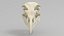 Seagull skull 3D model