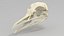 Seagull skull 3D model