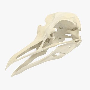 Seagull skull