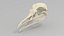 Seagull skull 3D model