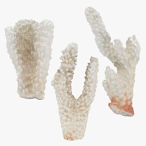 Acropora Florida Collection