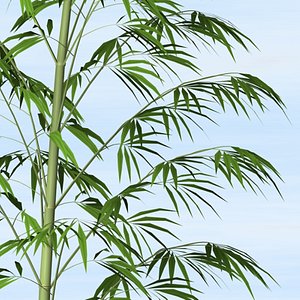 bamboo_c4d