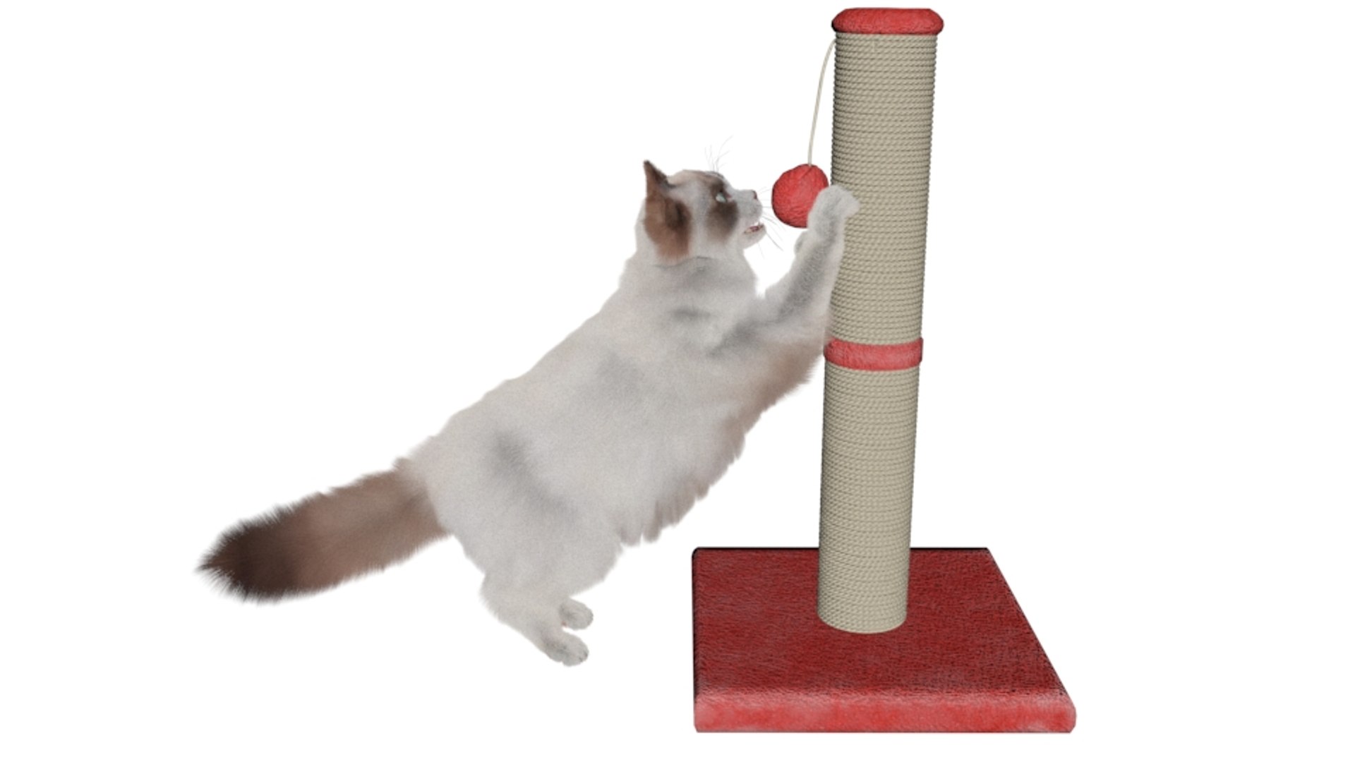 Ragdoll Cat Playing With Scratching Post Fur For Maya Model ...