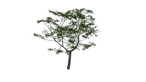 3D Neem tree 8