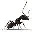 Black Ant Pose 2
