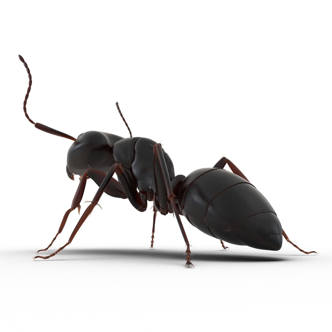 3d model black ant pose 2 https://p.turbosquid.com/ts-thumb/YX/XLnIXJ/3cE1zSZM/black_ant_pose_2_014/jpg/1453994869/1920x1080/fit_q87/120d0d1620af37689b6d9858790ac75d3dfc24e1/black_ant_pose_2_014.jpg