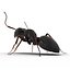 Black Ant Pose 2