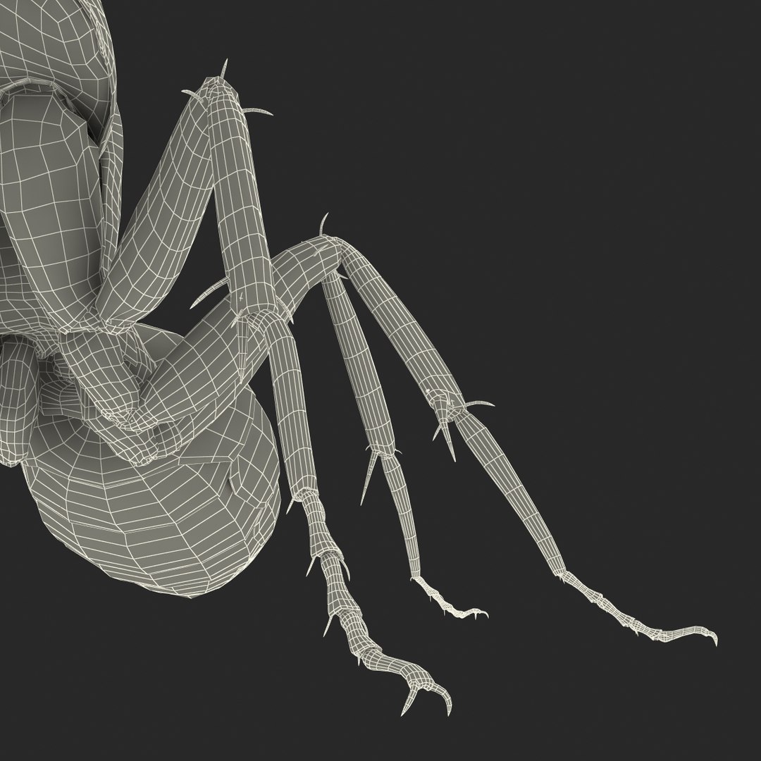 3d model black ant pose 2 https://p.turbosquid.com/ts-thumb/YX/XLnIXJ/8cslkd6f/black_ant_pose_2_049/jpg/1453994873/1920x1080/fit_q87/ba841ef94ff0c29c8233d0555f575419b51b0950/black_ant_pose_2_049.jpg