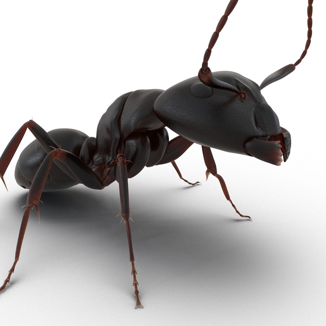 3d model black ant pose 2 https://p.turbosquid.com/ts-thumb/YX/XLnIXJ/8nIuLz98/black_ant_pose_2_019/jpg/1453994870/1920x1080/fit_q87/6a7cd3ccefcaab194b55068f6413c8ad004ca9ee/black_ant_pose_2_019.jpg