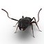 Black Ant Pose 2