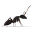 Black Ant Pose 2