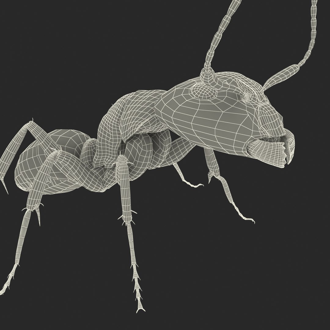 3d model black ant pose 2 https://p.turbosquid.com/ts-thumb/YX/XLnIXJ/G11xfde9/black_ant_pose_2_044/jpg/1453994873/1920x1080/fit_q87/ce6e2f0544628c030327a6a082a30befddb5d871/black_ant_pose_2_044.jpg