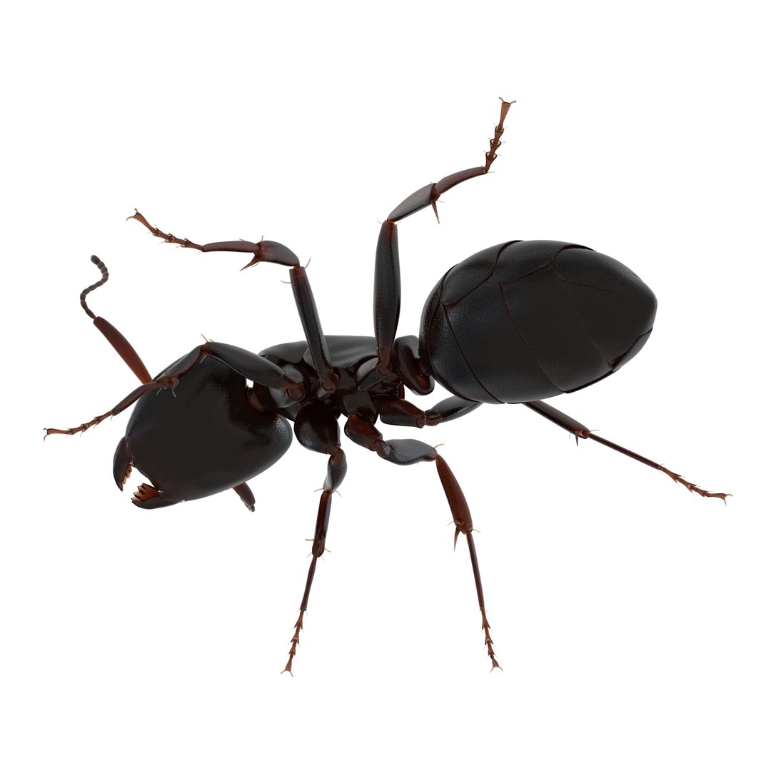 3d model black ant pose 2 https://p.turbosquid.com/ts-thumb/YX/XLnIXJ/KEmX17mr/black_ant_pose_2_017/jpg/1453994870/1920x1080/fit_q87/db1bd3ed1dd20049b6ada2ef033cd21bfc1c8999/black_ant_pose_2_017.jpg
