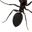 Black Ant Pose 2
