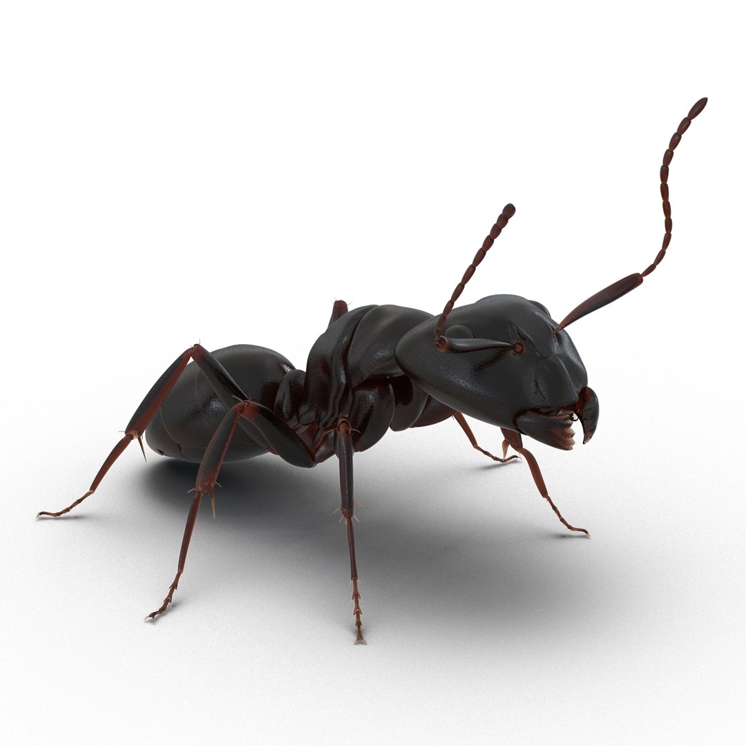 3d model black ant pose 2 https://p.turbosquid.com/ts-thumb/YX/XLnIXJ/NOdeAdDW/black_ant_pose_2_002/jpg/1453994868/1920x1080/fit_q87/664ce8383dc08bd4867099bae9fa8e2f7c573c90/black_ant_pose_2_002.jpg