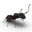 Black Ant Pose 2