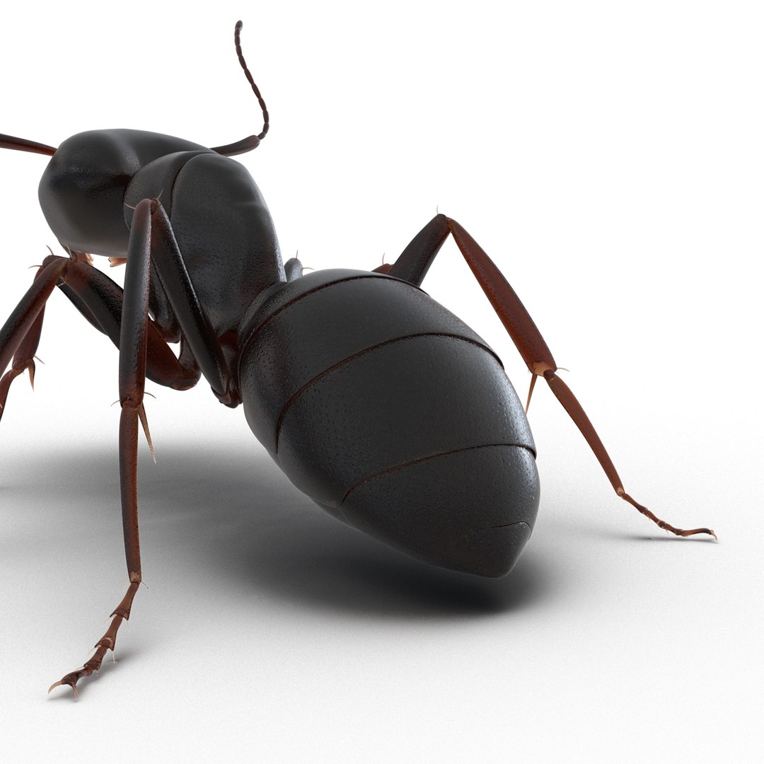 3d model black ant pose 2 https://p.turbosquid.com/ts-thumb/YX/XLnIXJ/ORC1NUtx/black_ant_pose_2_020/jpg/1453994870/1920x1080/fit_q87/36c5f88a3d7ed1864a09f7aab9b7433867eb2380/black_ant_pose_2_020.jpg