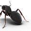 Black Ant Pose 2