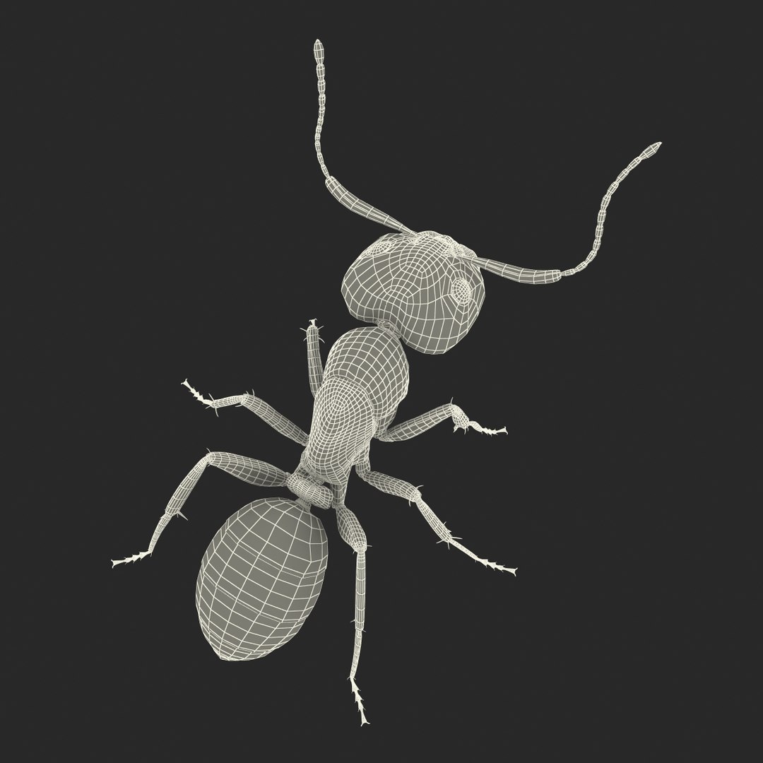 3d model black ant pose 2 https://p.turbosquid.com/ts-thumb/YX/XLnIXJ/OiRJNbN1/black_ant_pose_2_038/jpg/1453994872/1920x1080/fit_q87/54dde304e8a627afb33c2249d23e9fb684ba9158/black_ant_pose_2_038.jpg