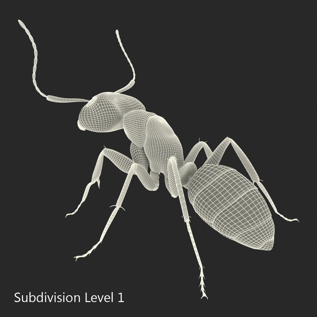3d model black ant pose 2 https://p.turbosquid.com/ts-thumb/YX/XLnIXJ/OxSiWI9o/black_ant_pose_2_032/jpg/1453994871/1920x1080/fit_q87/35755d5a8d9b0b549fae2f093e5220b59bcf90c4/black_ant_pose_2_032.jpg