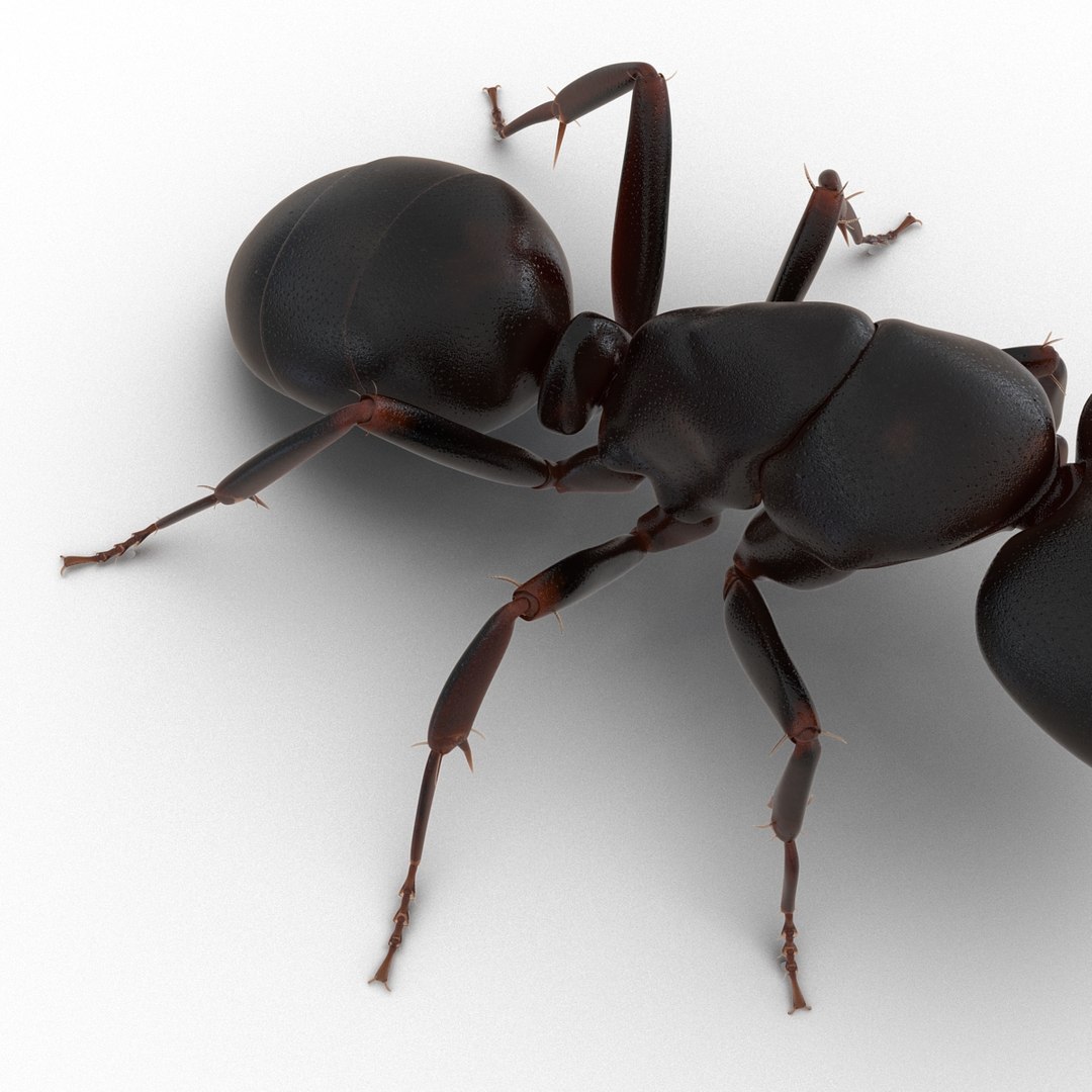 3d model black ant pose 2 https://p.turbosquid.com/ts-thumb/YX/XLnIXJ/TQAJrx2O/black_ant_pose_2_022/jpg/1453994870/1920x1080/fit_q87/3e3b99b1d001e4368d51762ed5786a1ddfd2c386/black_ant_pose_2_022.jpg