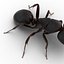 Black Ant Pose 2