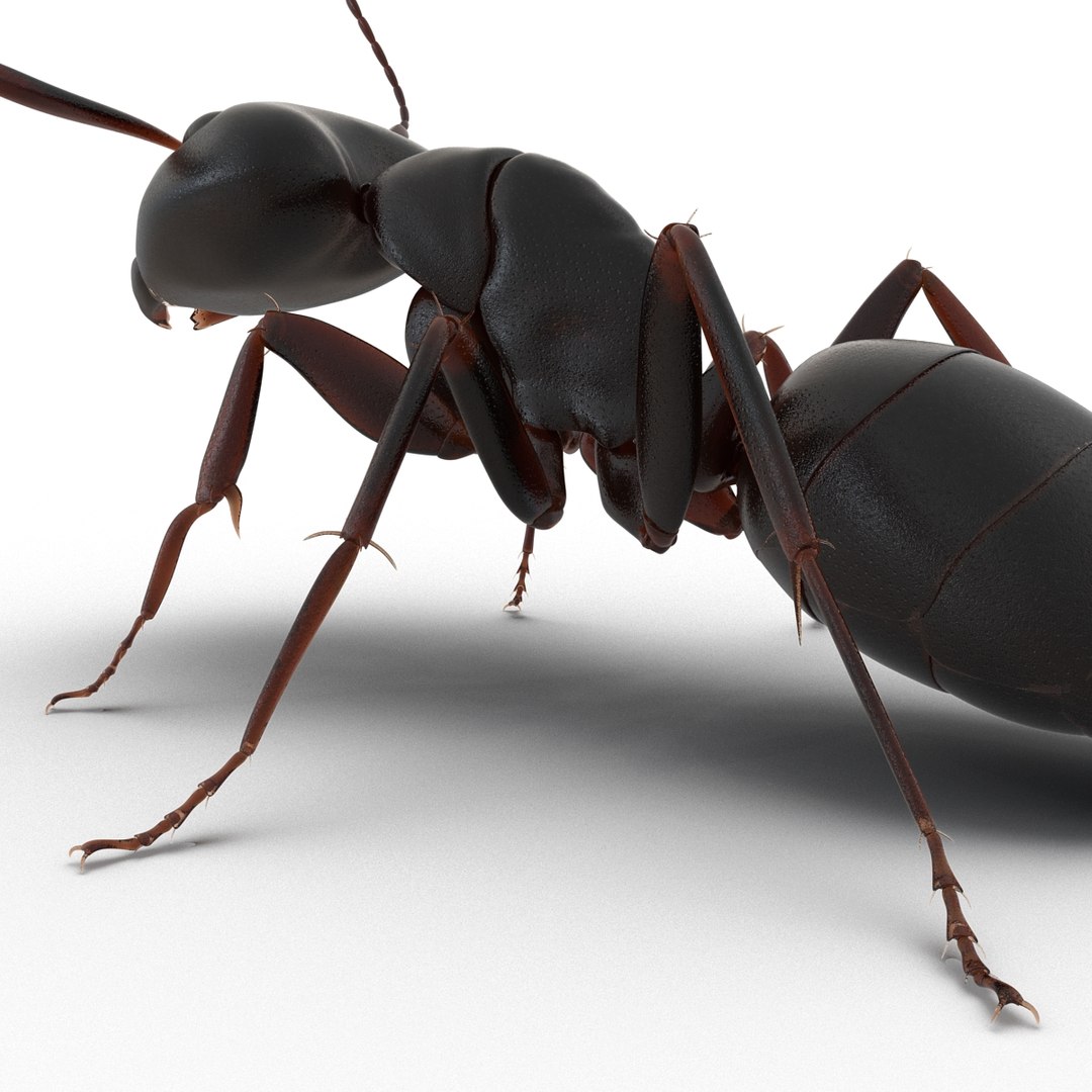 3d model black ant pose 2 https://p.turbosquid.com/ts-thumb/YX/XLnIXJ/YJMKShZZ/black_ant_pose_2_021/jpg/1453994870/1920x1080/fit_q87/c43d7a5796898781192d9ff0195b29c33637965a/black_ant_pose_2_021.jpg